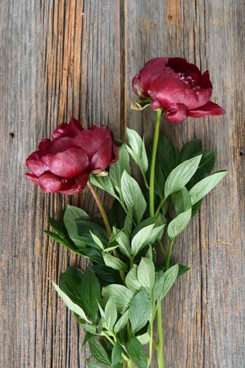 BUCKEYE BELL  BURGUNDY PEONIES